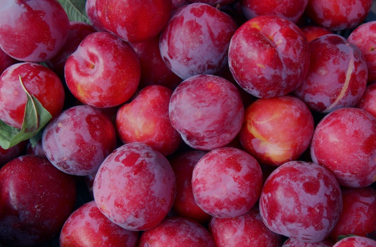 Plums Red